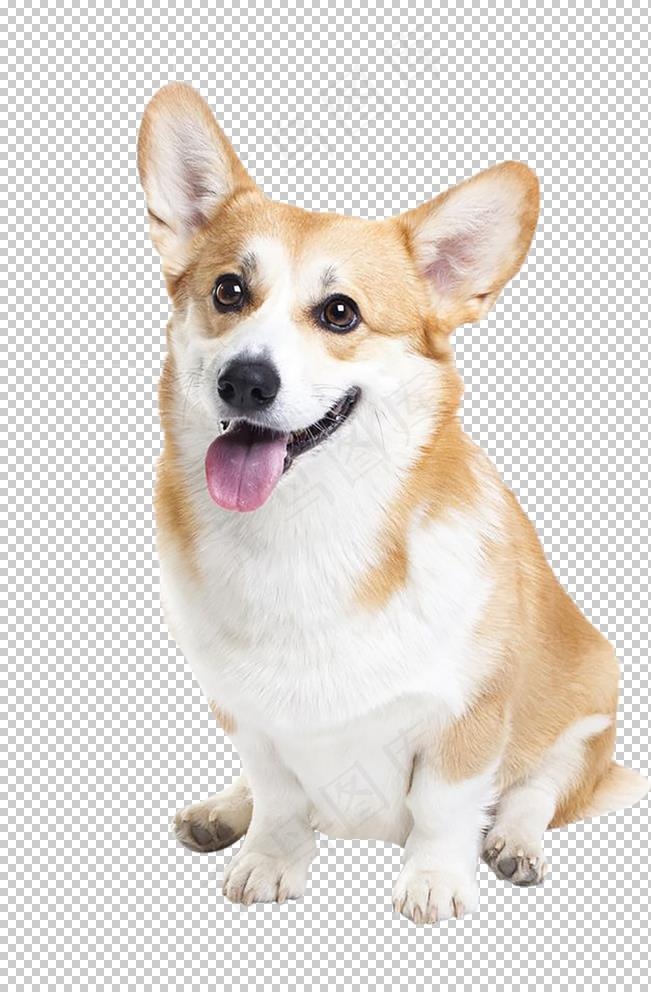 狗图片