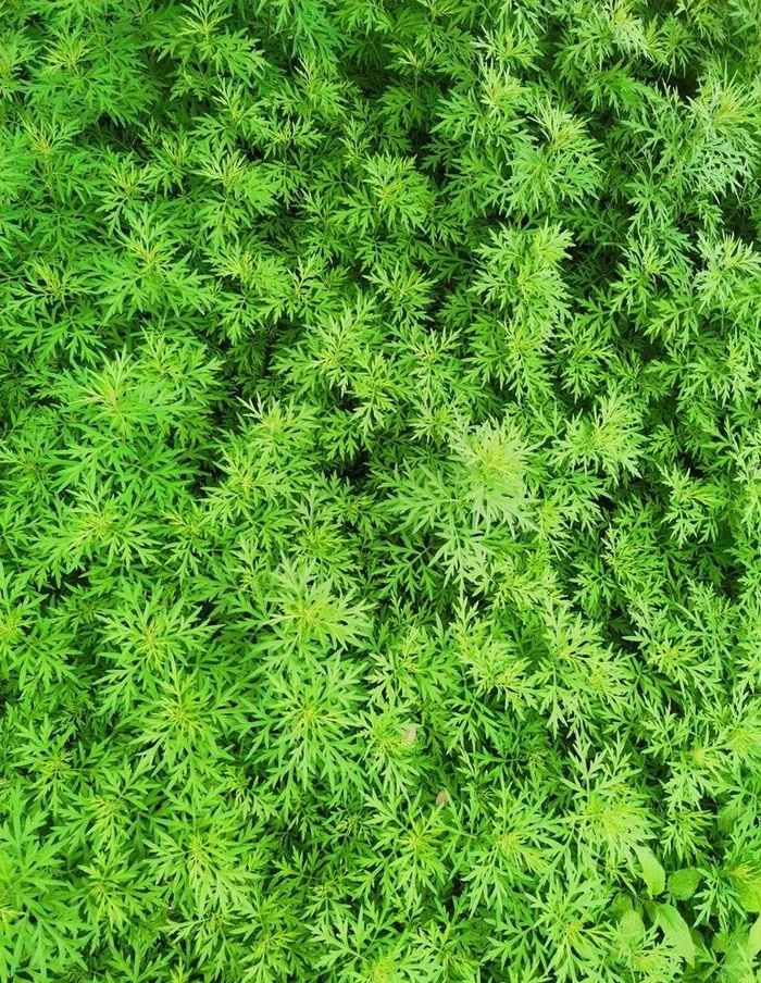 艾草图片