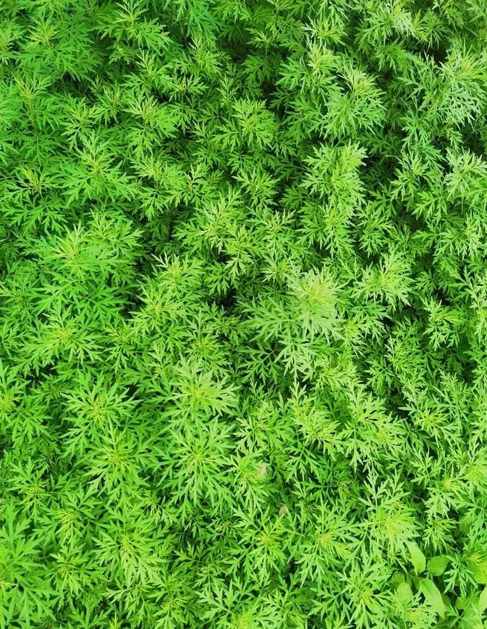 艾草图片