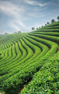茶园图片