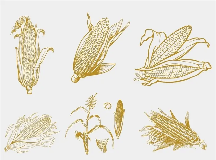 玉米手绘风格插画图片