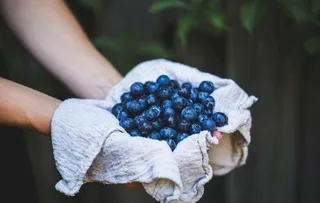 蓝莓图片