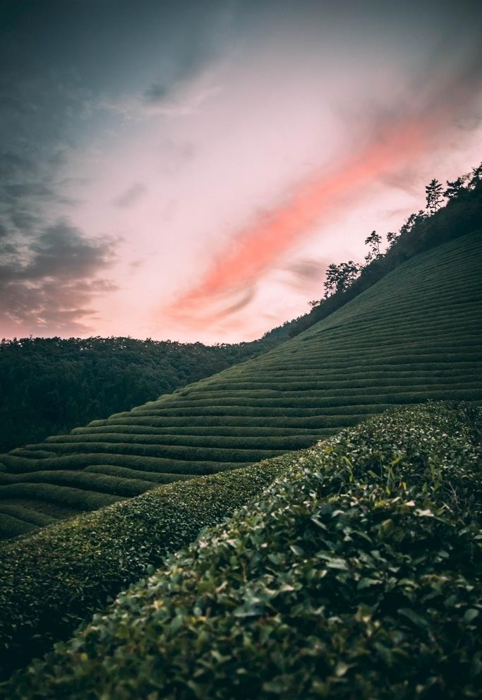 茶山图片