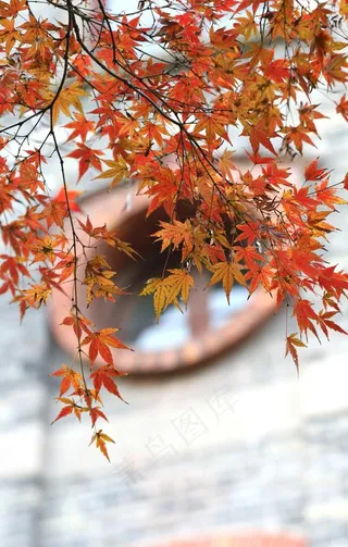 枫叶枫树枫林深秋图片背景