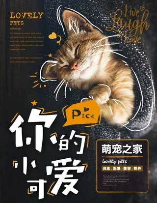 宠物猫图片