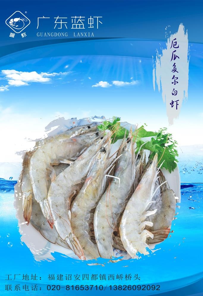 厄瓜多尔白虾图片