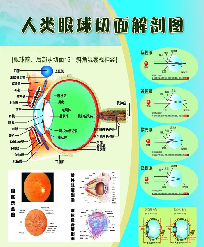 人类眼球切面解剖图图片