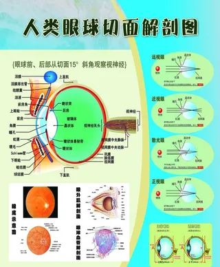 人类眼球切面解剖图图片
