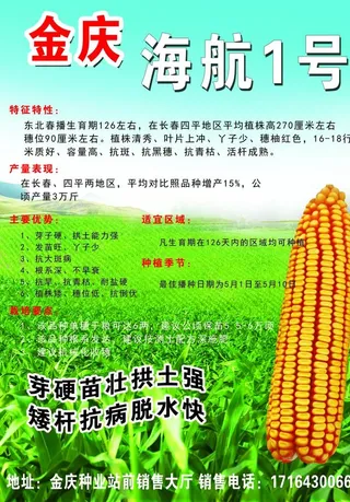 玉米种子宣传图片