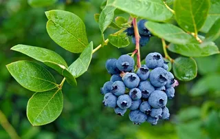 蓝莓图片
