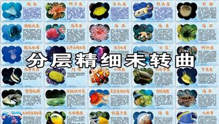海洋生物简介图片