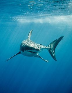 鲨鱼             图片