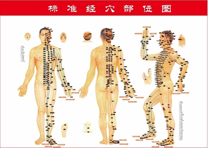 穴位图图片cdr矢量模版下载