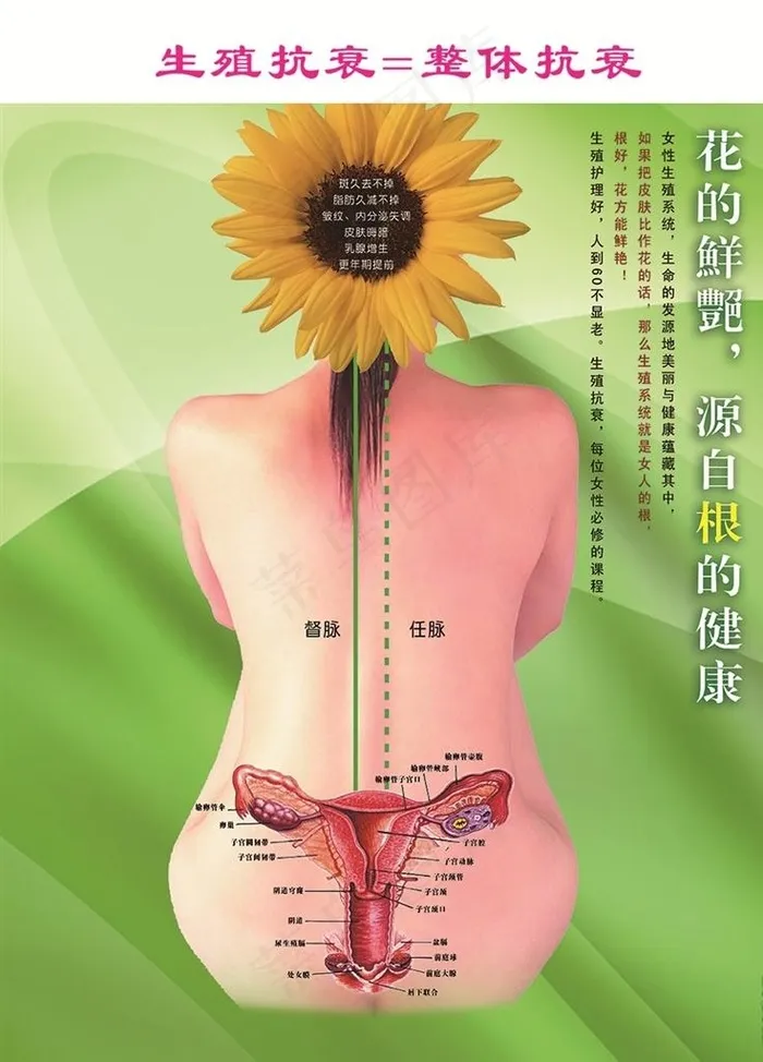 养生图图片psd模版下载