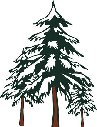 雪松圣诞节圣诞树图片