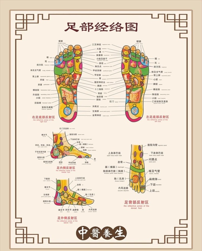 足部经络 图片cdr矢量模版下载