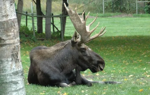 驼鹿图片 驼鹿图片