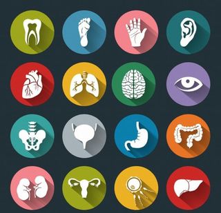 人体器官图标图片