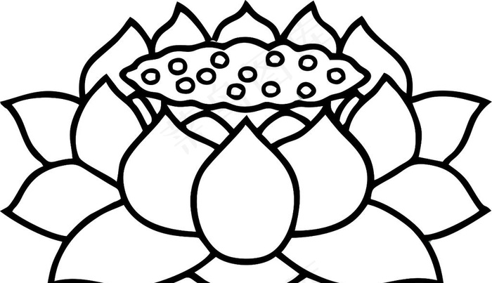 莲花图片