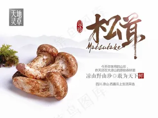 松茸图片