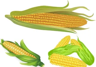 玉米图片