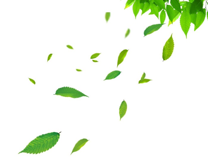 叶子图片