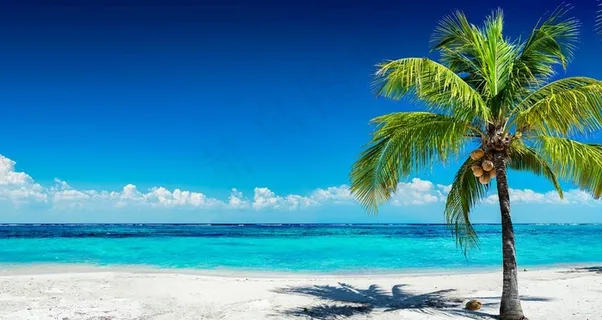 海边椰树图片 海边椰树图片