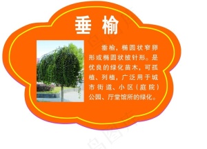 树牌图片