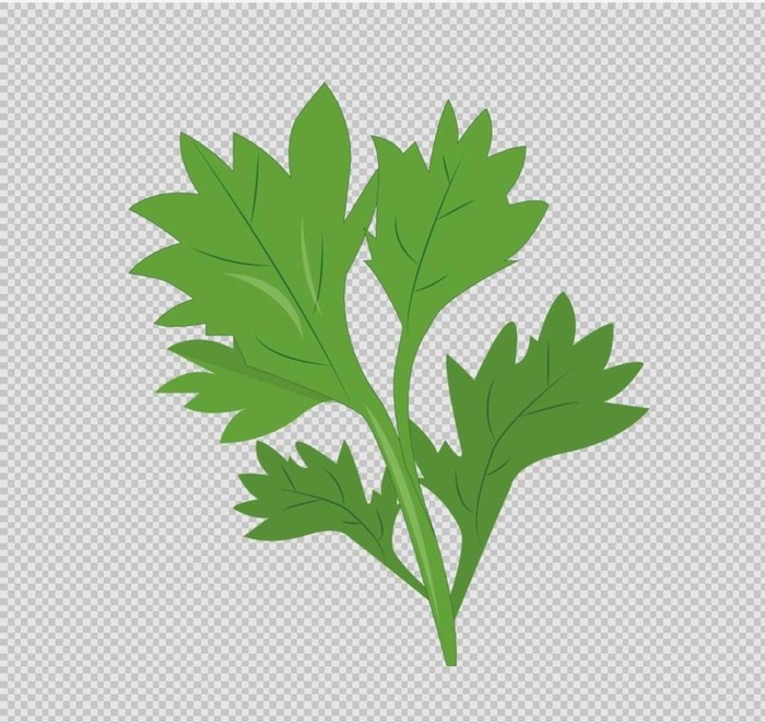 艾草端午节中药养生泡脚艾草手绘图片