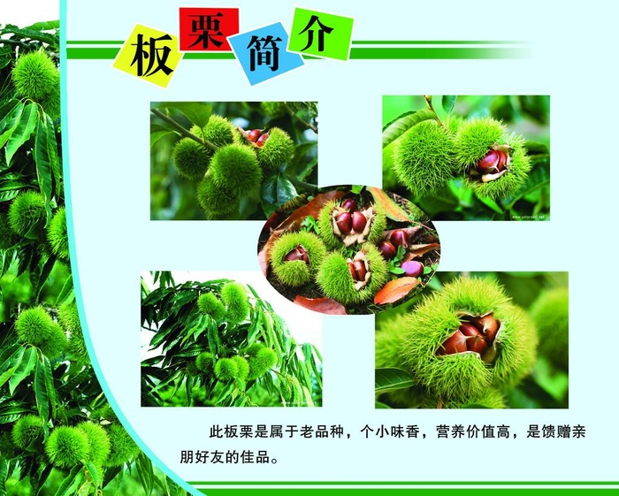 板栗简介图片(3780x3150)psd模版下载