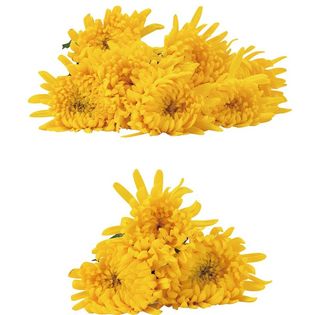 鲜花菊花黄菊花图片