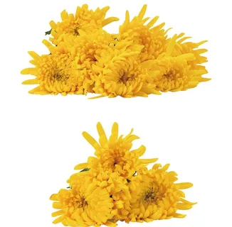 鲜花菊花黄菊花图片 鲜花菊花黄菊花图片