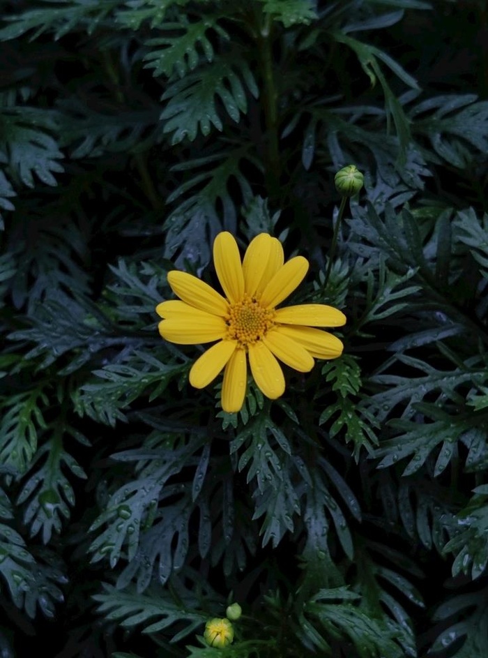 花朵图片