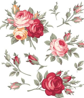 玫瑰月季矢量图图片