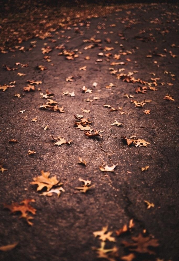 秋景图片