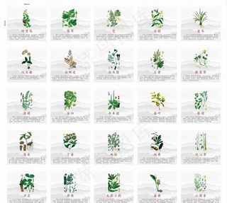 中草药图片