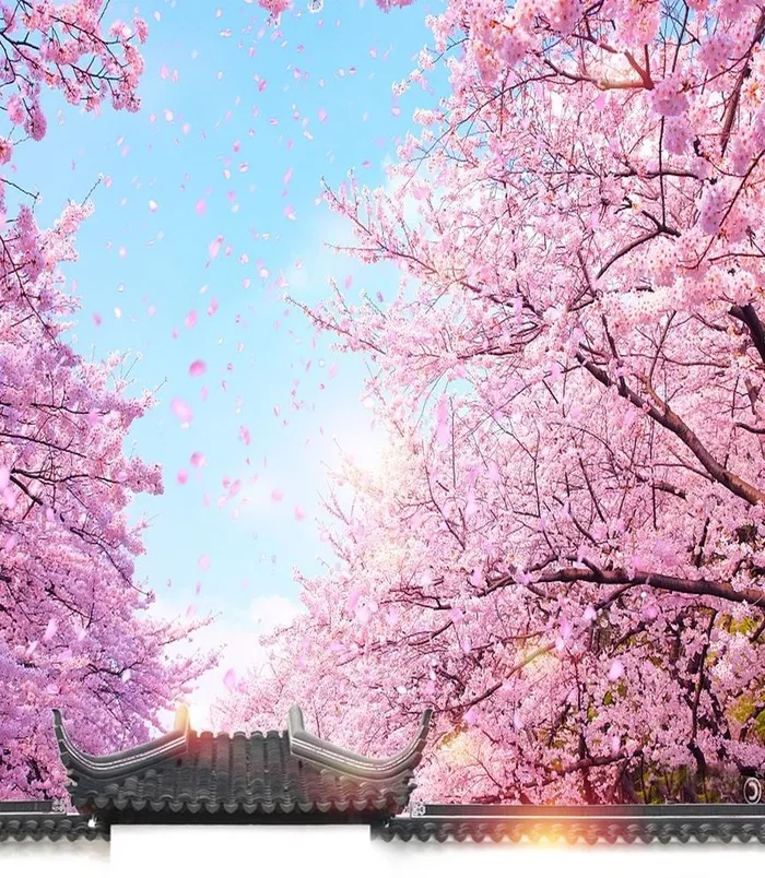 樱花图片(3000x6000)psd模版下载