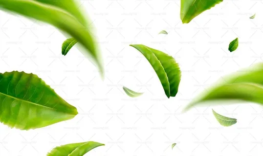 绿叶图片 绿叶图片