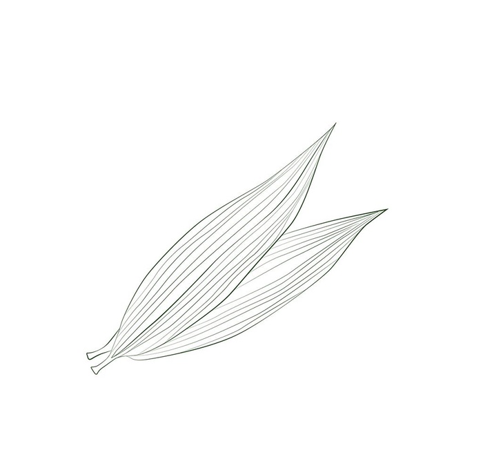 简约端午节粽子叶线条手绘插画免图片