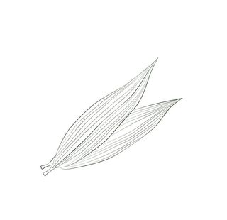 简约端午节粽子叶线条手绘插画免图片