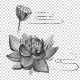 荷花 莲花 图片