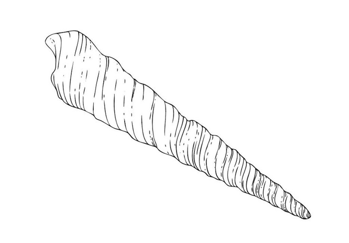 矢量手绘钉螺海螺图片