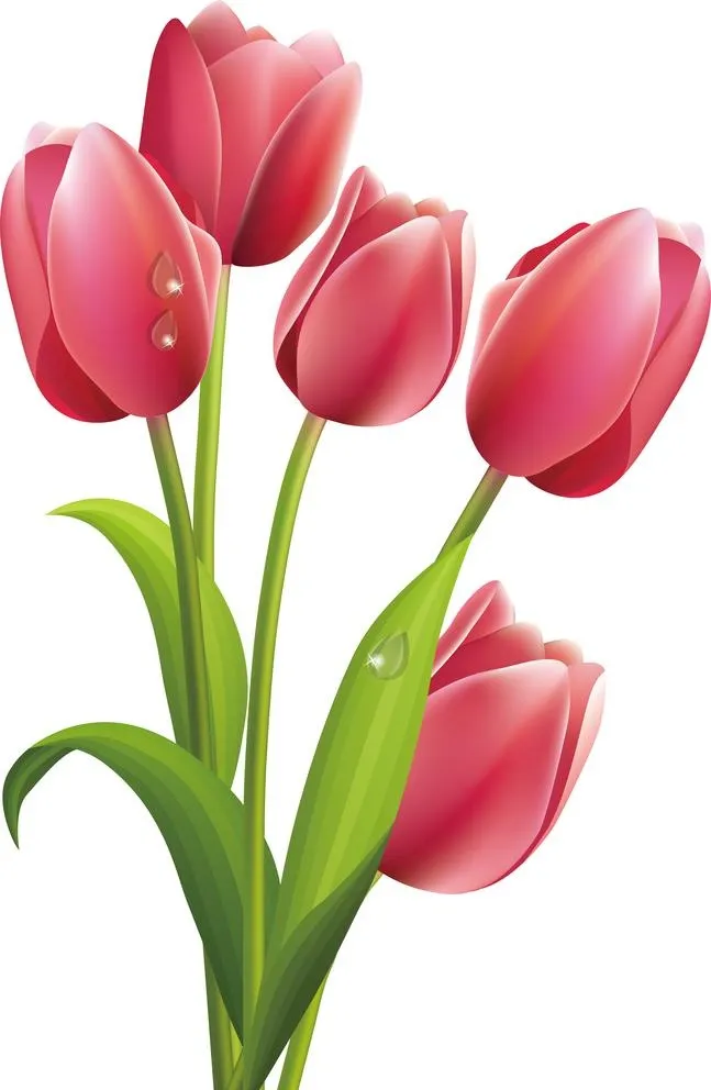 手绘郁金香图片ai矢量模版下载