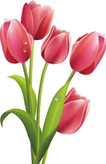 手绘郁金香图片