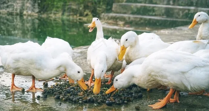 鹅图片