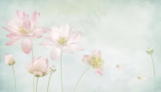 荷花 莲蓬 花瓣 背景墙图片