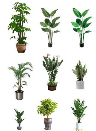 后期绿植素材图片