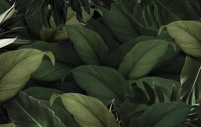 热带植物图片(4000x2666)psd模版下载