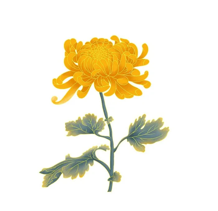 菊花图片(2000x2000)psd模版下载