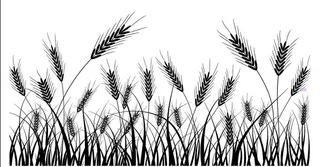 小麦矢量图图片